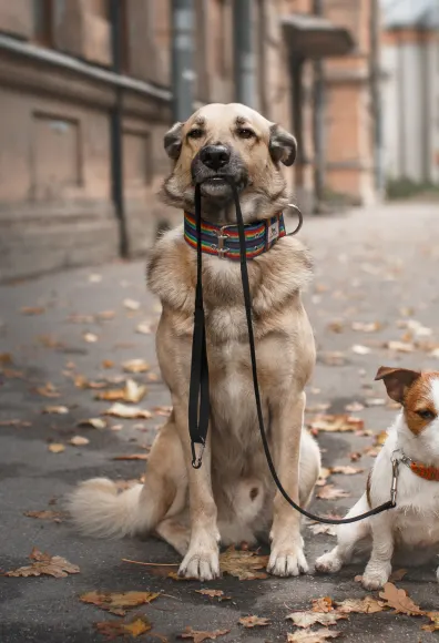 two dogs sitting on sidewalk with leash